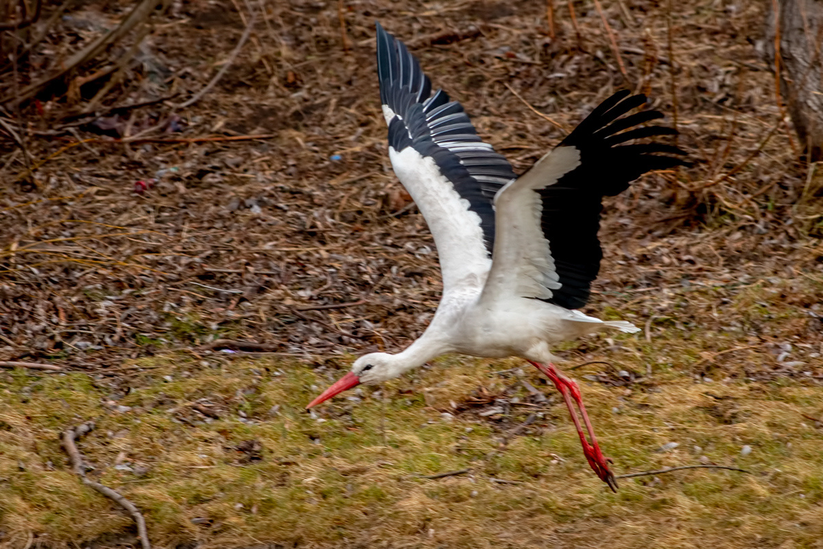 Фото с сайта: https://sibirds.ru/v2photo.php?l=ru&s=050700978&n=3&si=sib