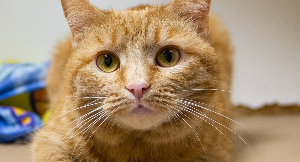 Кто полюбит Фокси? 🙏😽