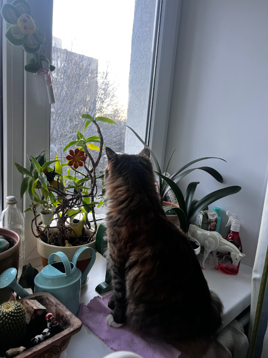 У кого есть 🐱 ставьте ❤️