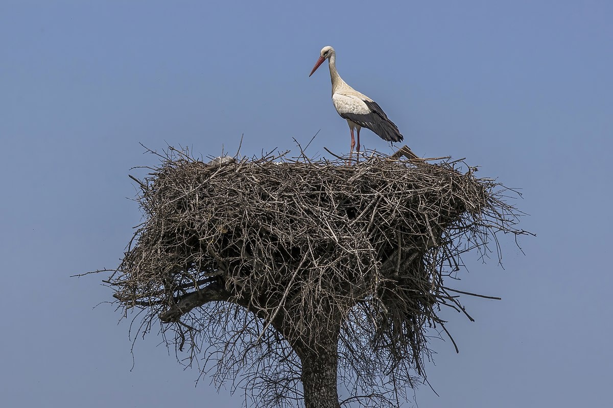 Фото с сайта: https://wiki2.org/en/File:White_stork_(Ciconia_ciconia)_nest_jpg