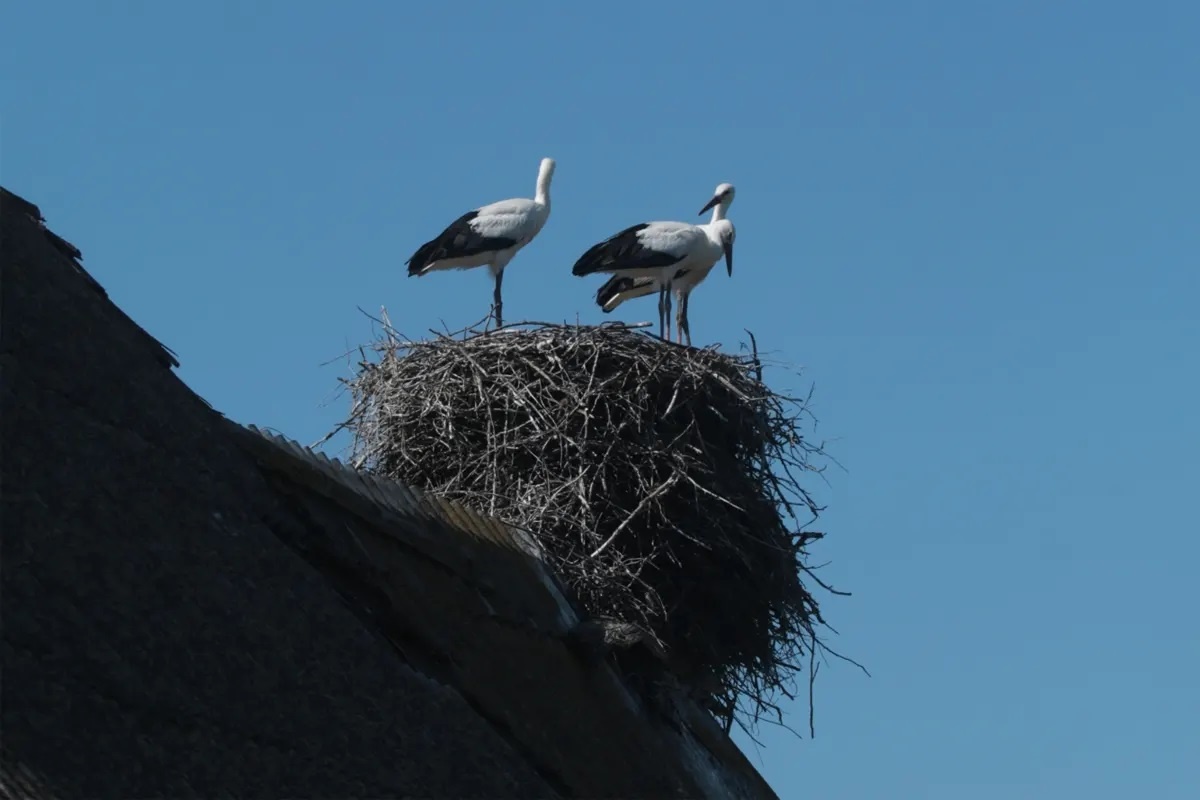 Фото с сайта: https://brestcity.com/blog/perepisi-belogo-aista