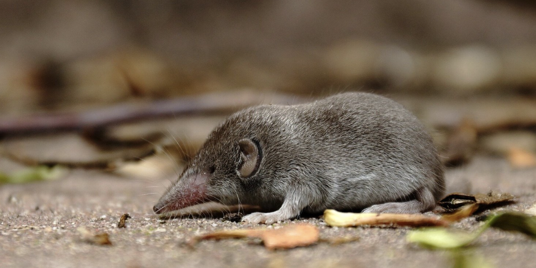 Ученые выяснили: звери скукоживают свой мозг, чтобы выжить в холода