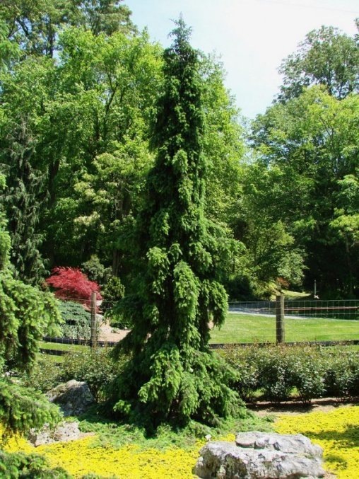 Picea omorika Pendula фото из сети