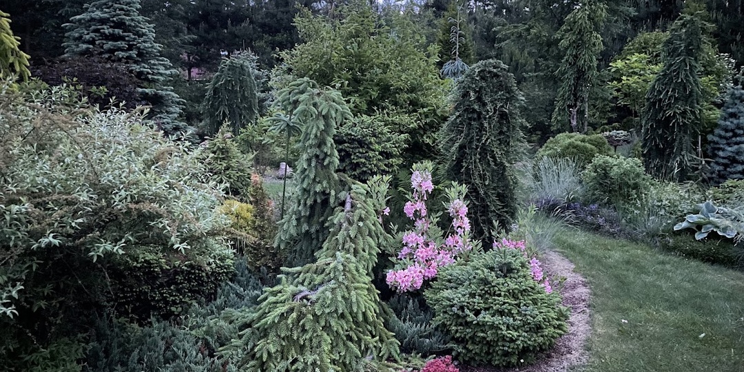 “Странные особенности роста” сербской ели