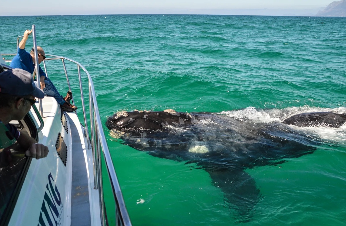 Южный гладкий кит решил узнать, что за гость в его владениях. Может подплыть к берегу на расстояние 15-20 метров.