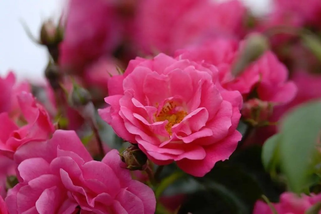 Фото SONG OF ROSES