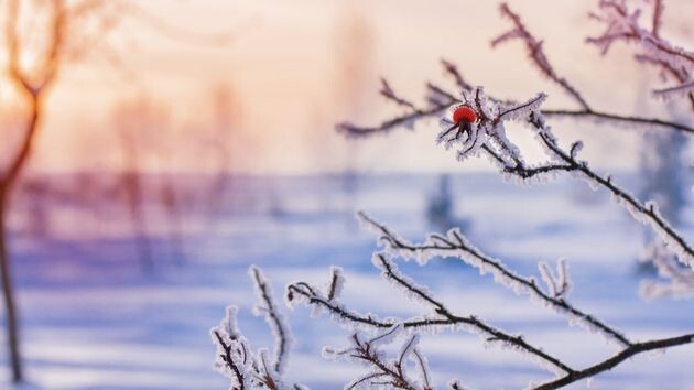 В Центральную Россию идут самые крепкие с начала зимы морозы