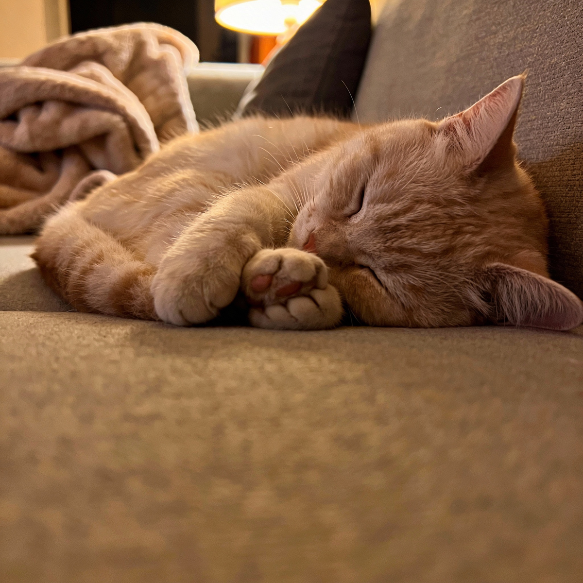 Спящий кот – это живой урок того, что весь мир может подождать, пока ты не выспался