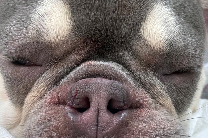    Фото предоставлено ветклиникой «ИнТерра».