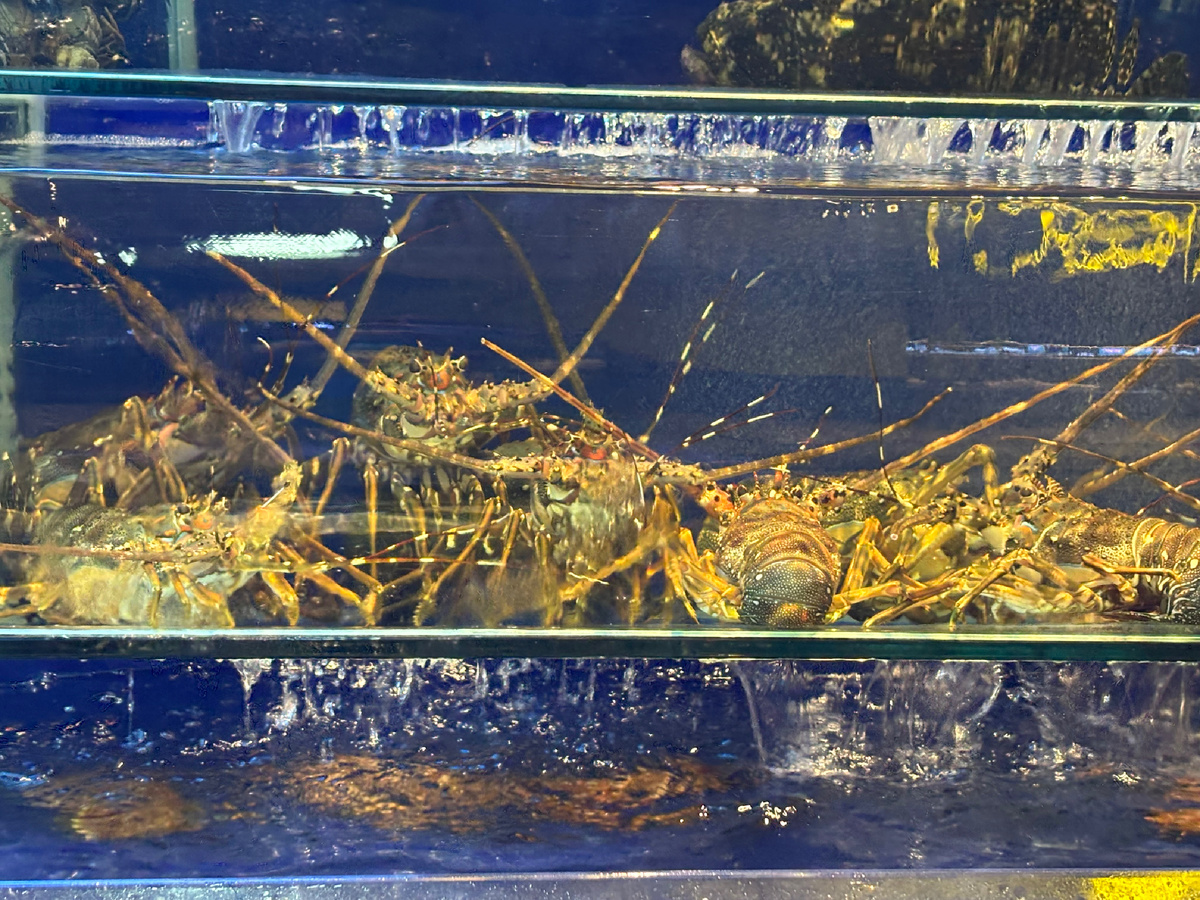 Здесь не показывают меню. Здесь его держат в воде.