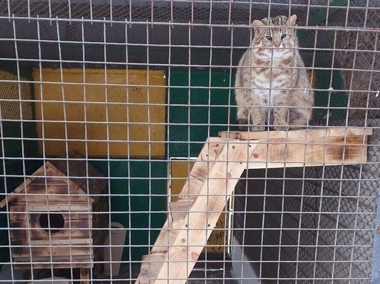     Фото: официальный телеграм-канал минприроды Хакасии