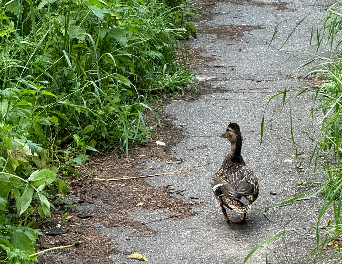 Не индоутак, а дикая утка гуляющая в городе Новосибирске.