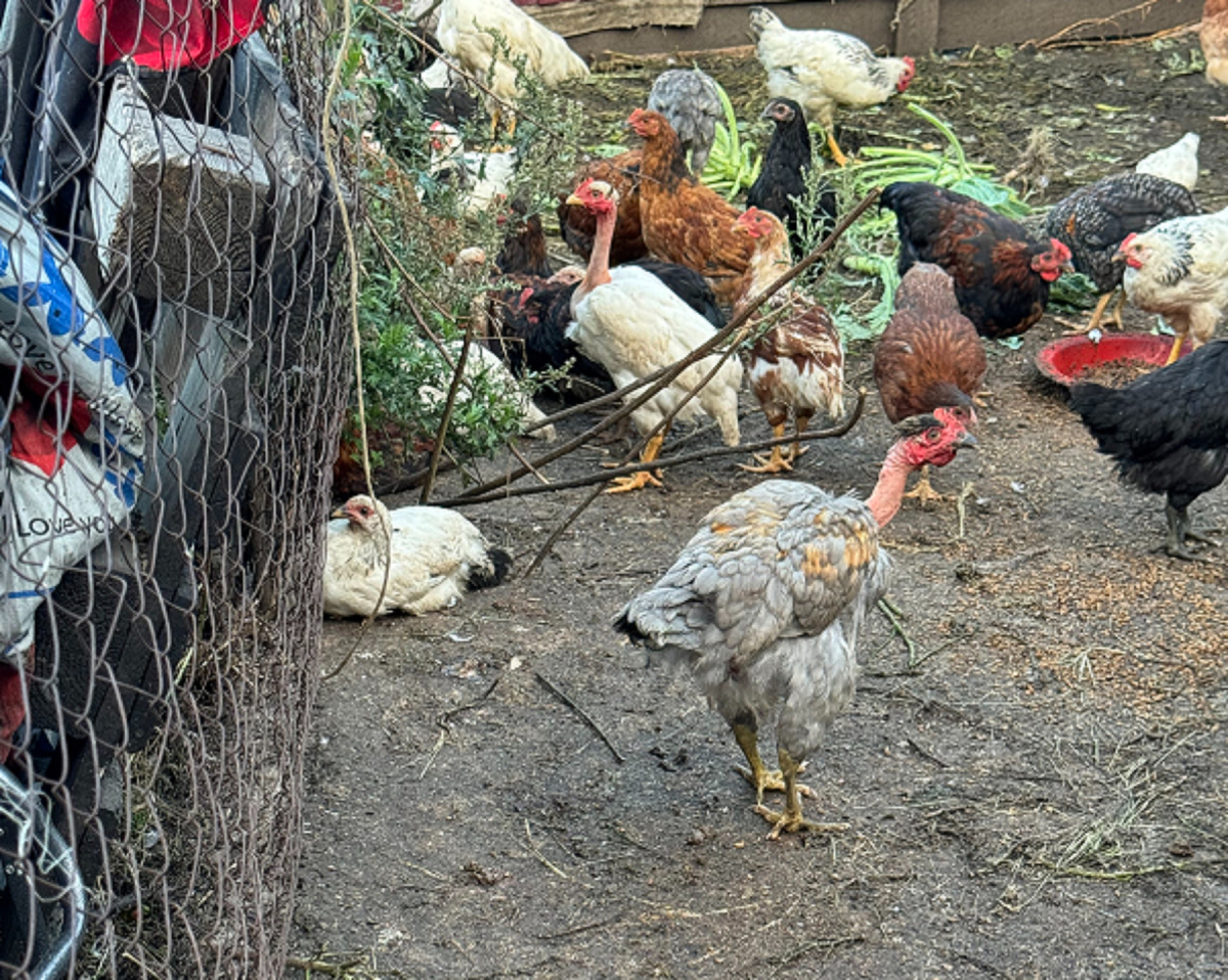 Фото для иллюстрации.