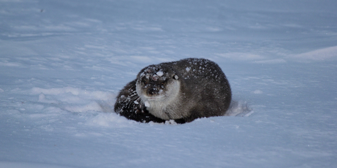 Ледовая перебежка выдры