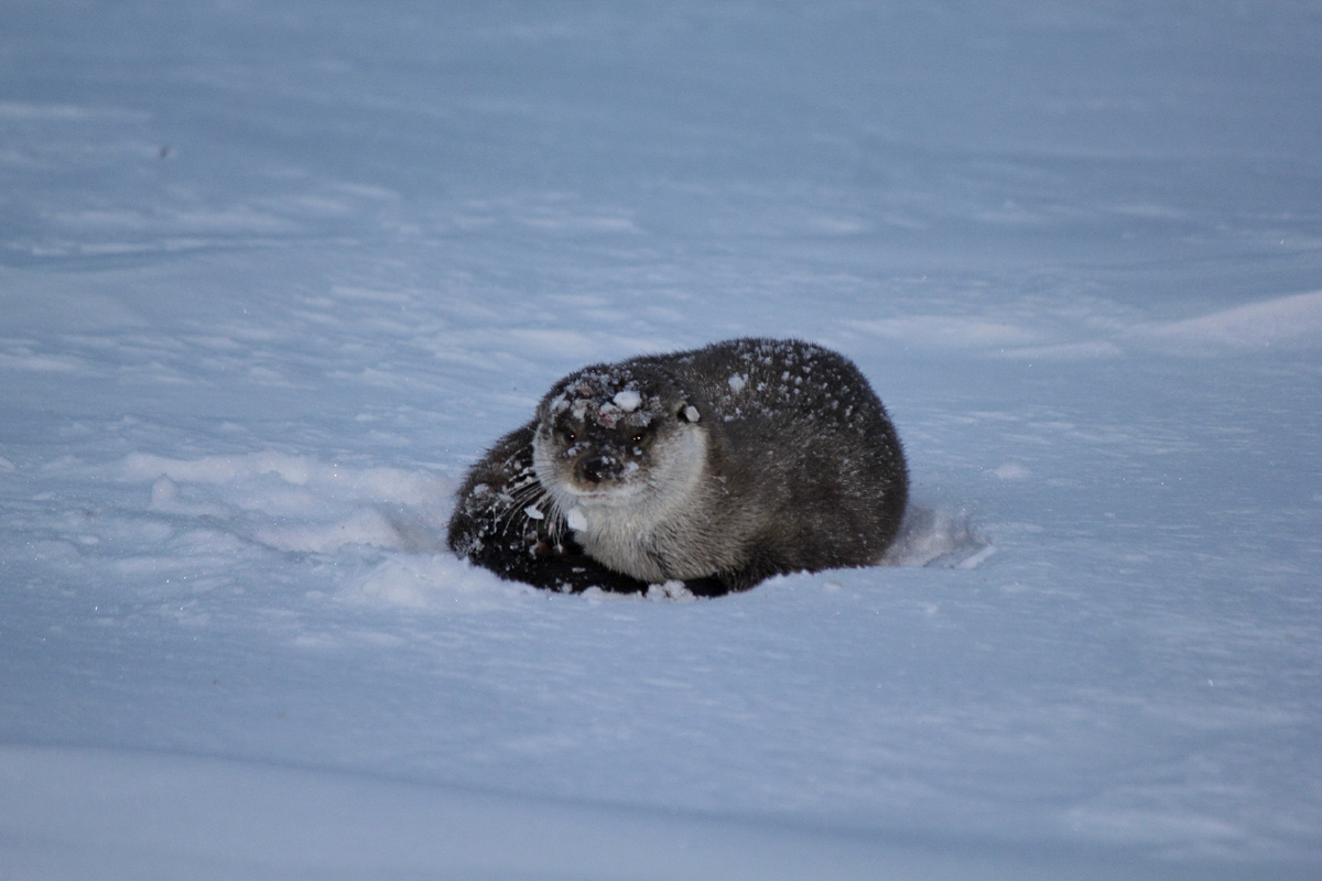 Речная выдра.  Фото - Светлана Кульбацкая.