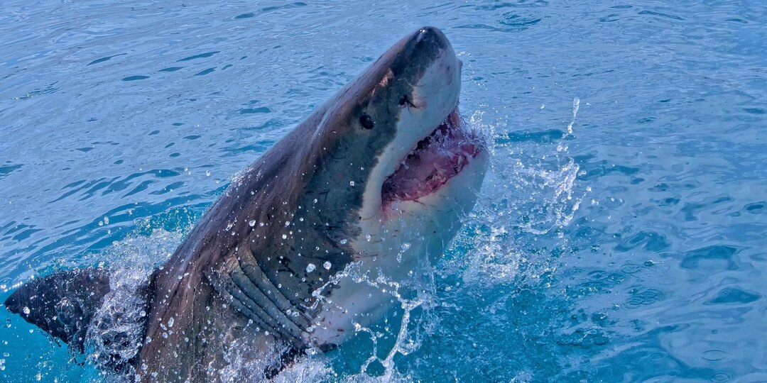 Четыре нападения акул за два дня зафиксировали у берегов Сиднея