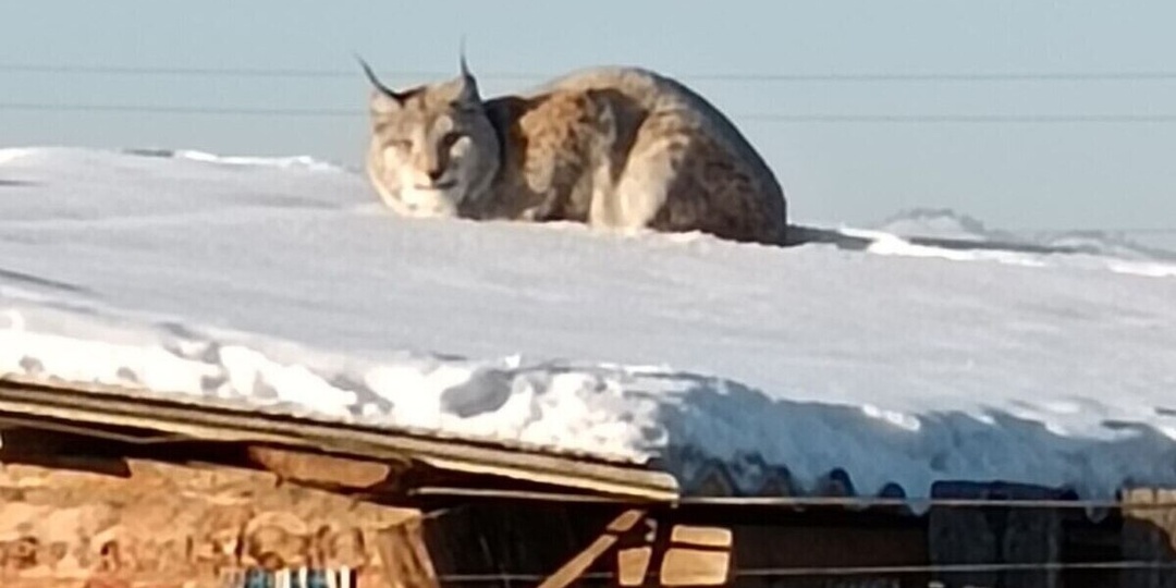 В Бурятии рысь вышла к жилым домам в улусе Цолга Мухоршибирского района
