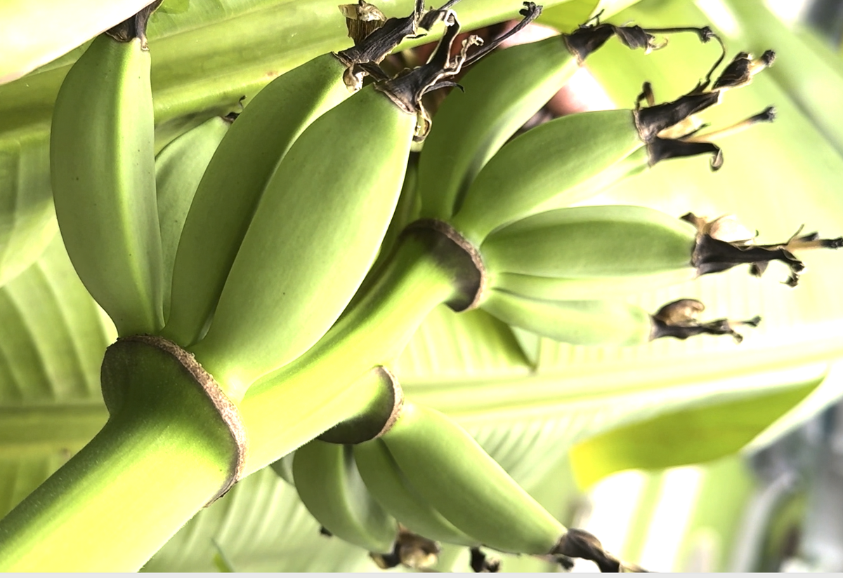 В ожидании урожая. Красивые бананы, правда?