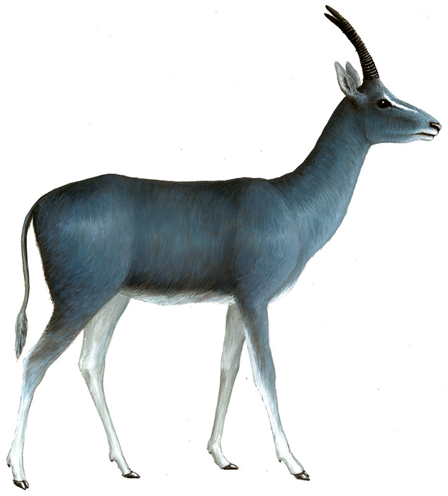 Изображение взято с сайта https://lifecatalog.ru/images/h/hip/Hippotragus-leucophaeus-s.png