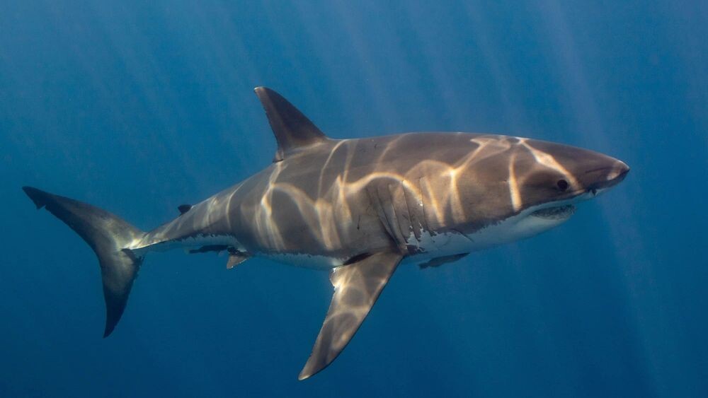    Фото: Wirestock Creators/Shutterstock/Fotodom