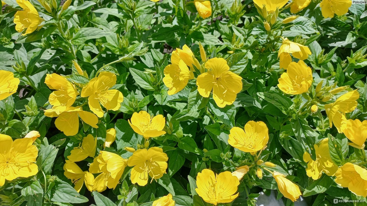 Энотера двулетняя