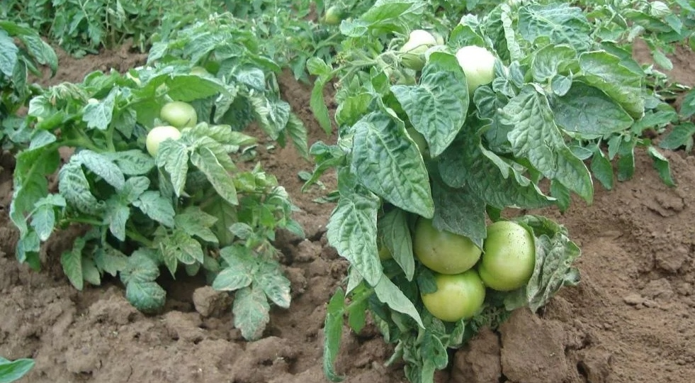 Ранние низкорослые томаты для теплицы: идеальный выбор для короткого лета