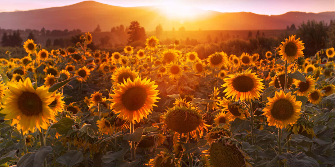 Все вокруг виноваты