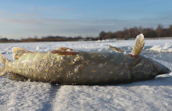 Искусство зимнего блеснения щуки: от поиска до уверенной поклевки