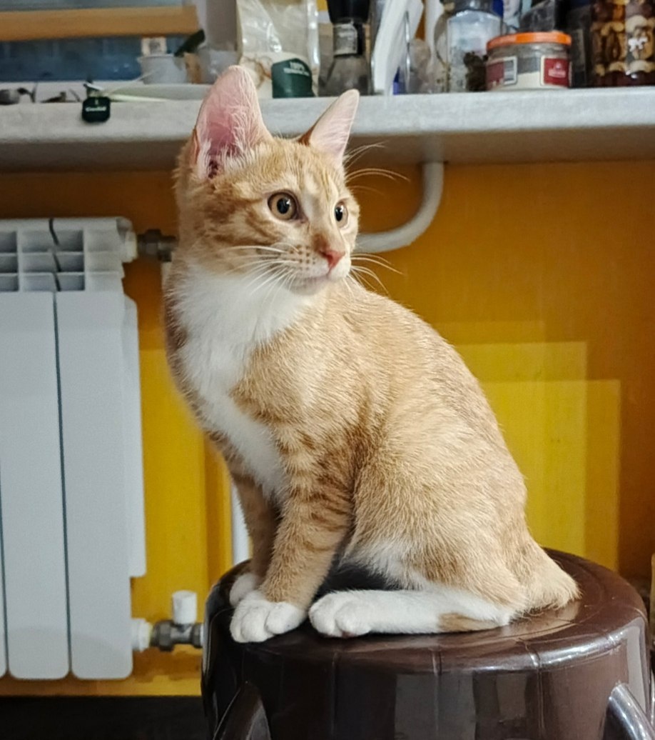 Такой вот несуразный, пока ещё, котик!