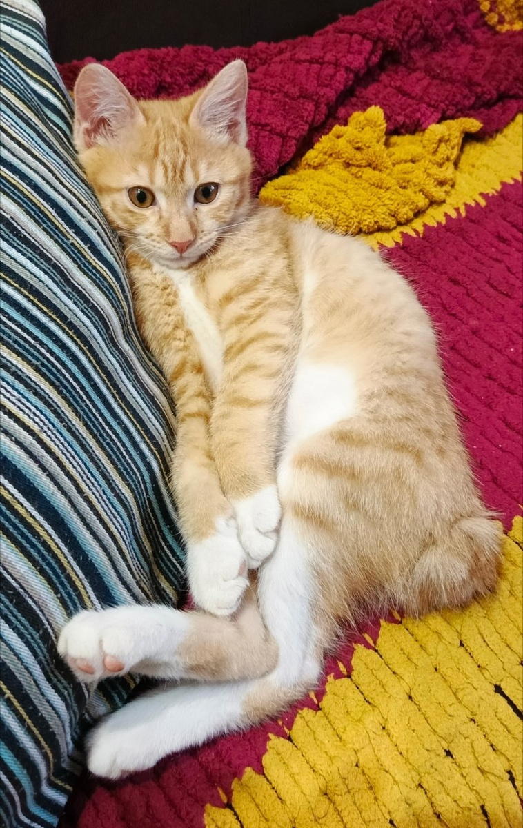 Любит отдыхать полусидя, нередко облокотившись об человека.