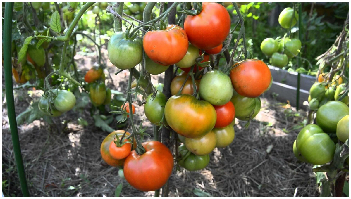 Яндекс. Картинки