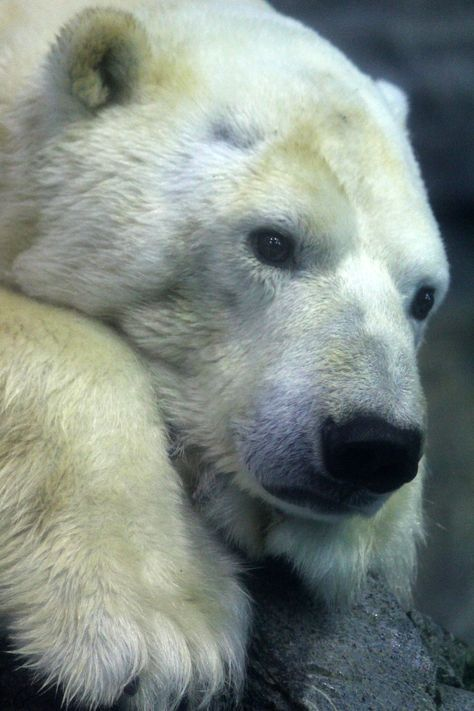 Задумчивый...