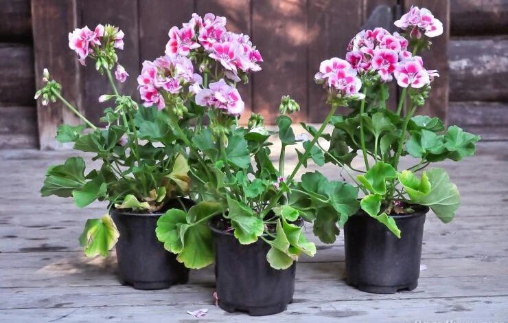 Сажаем пеларгонию на рассаду семенами в домашних условиях