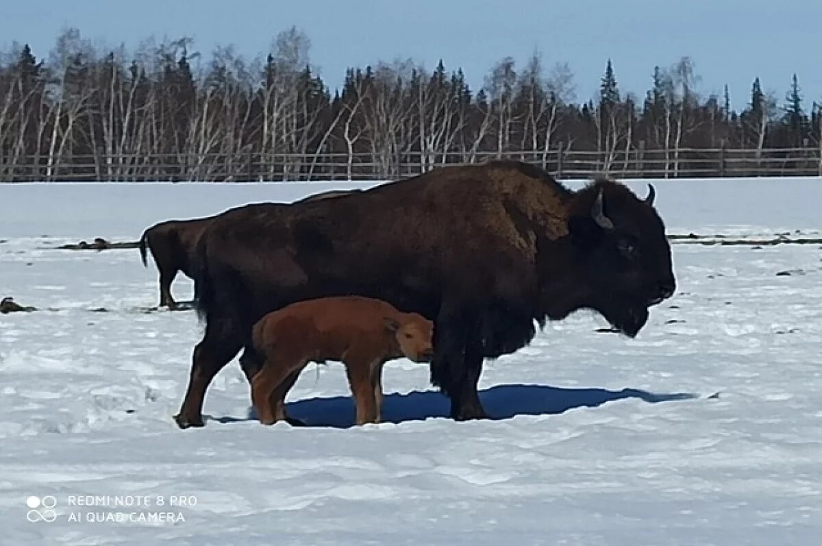    Дело о пяти бизонах в Якутии рассмотрят в Арбитражном суде