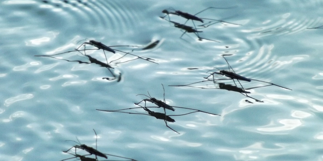 Почему насекомые не захватили море