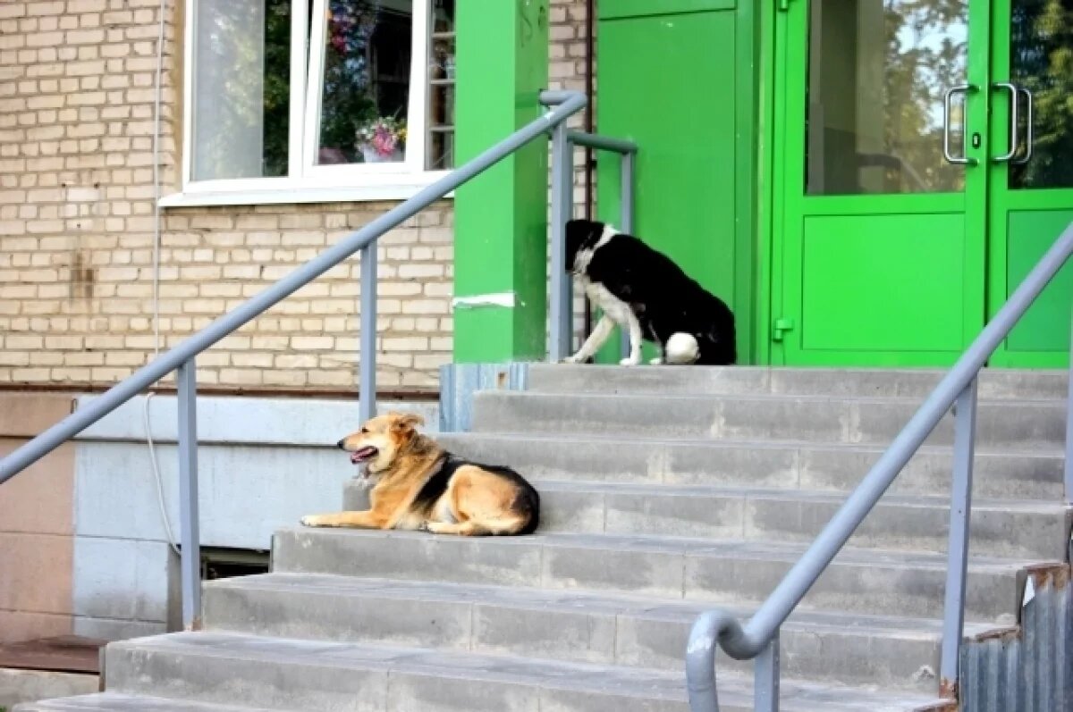    Тульская область выступила против усыпления бездомных животных