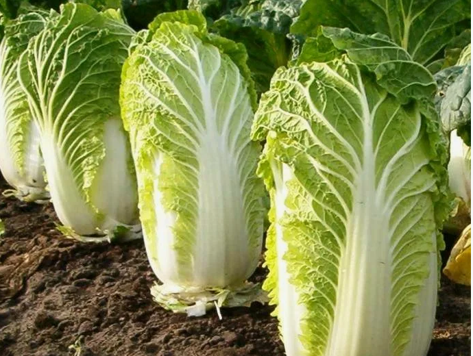 СЕКРЕТЫ ВЫРАЩИВАНИЯ ПЕКИНСКОЙ КАПУСТЫ