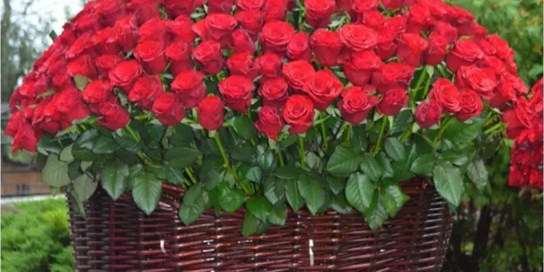 Ночной горшок фиалок