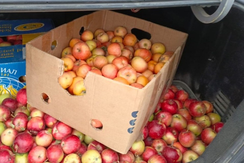    Фрукты приносят целыми ящиками. Они идут на приготовление энергетических батончиков. Фото: "Жена героя"