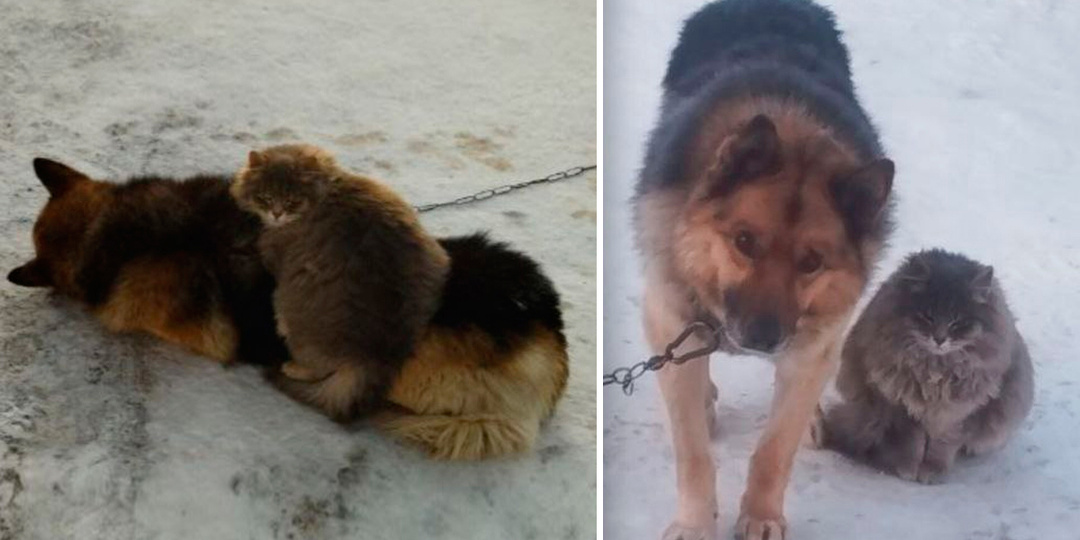 Кот и собака вместе спасаются от морозов в одной будке в Иркутске