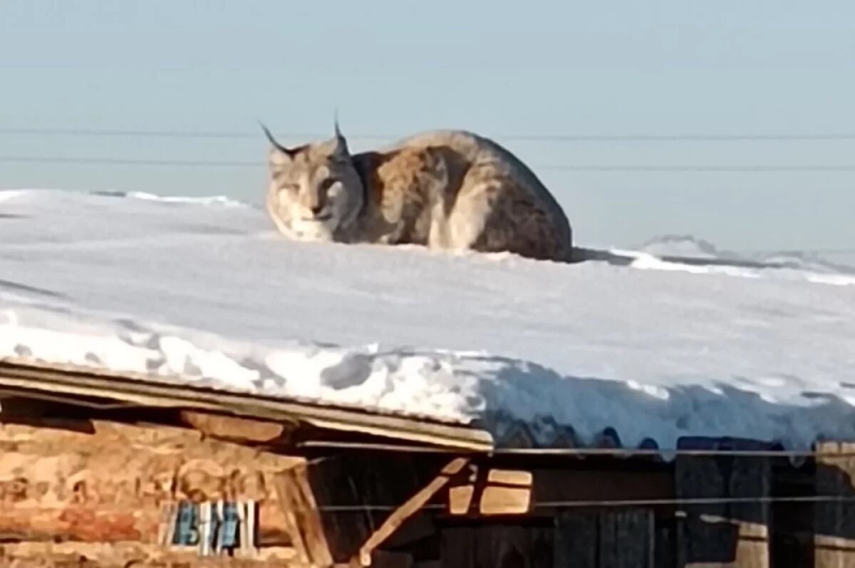    Рысь заночевала на навесе для дров во дворе дома в Бурятии