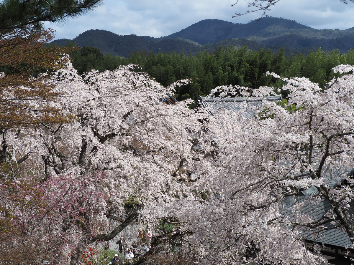 Цветение сакуры в саду храма Тенрюдзи, Киото