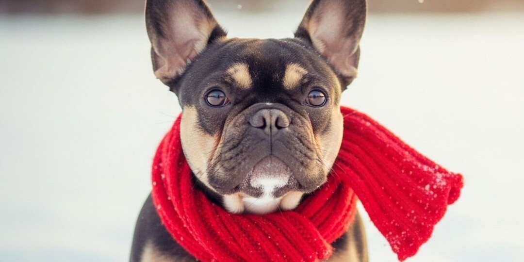 Шерсть не спасёт: топ-10 пород, которые мёрзнут зимой быстрее всех