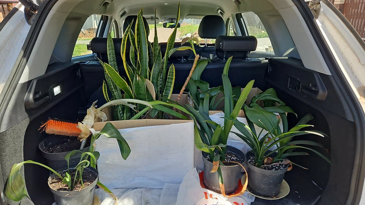 Такой вот улов был прошлым летом. Жена была счастлива, а я думал - ну зачем оно нам всё это...