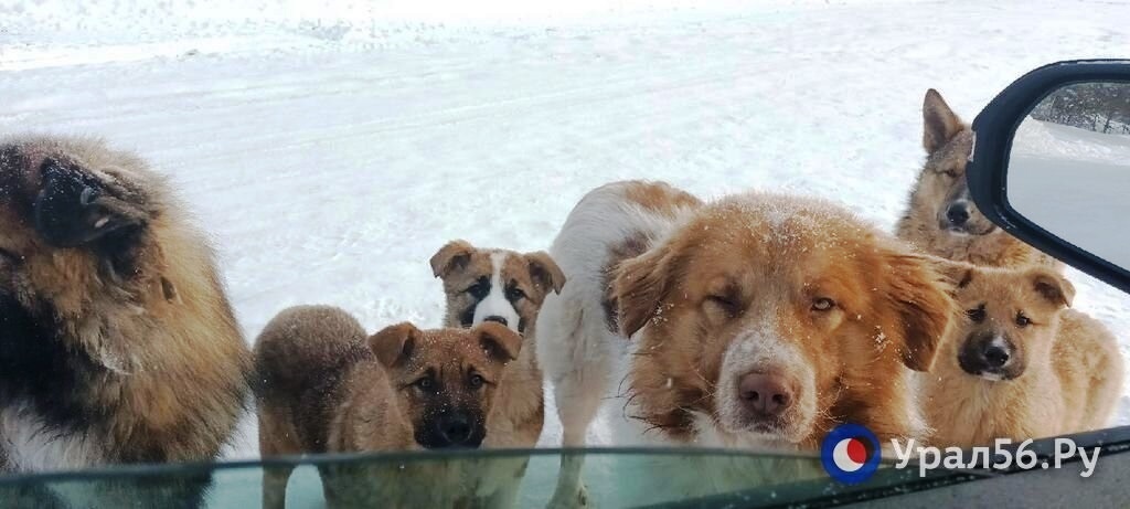    В 5 районах Оренбургской области ввели режим экстраординарной ситуации для отлова бездомных собак