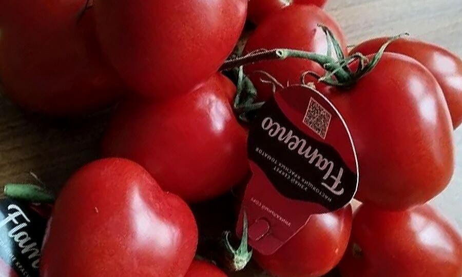 Томат Фламенко — Когда семян нет в продаже, а очень хочется. История моего эксперимента 🍅