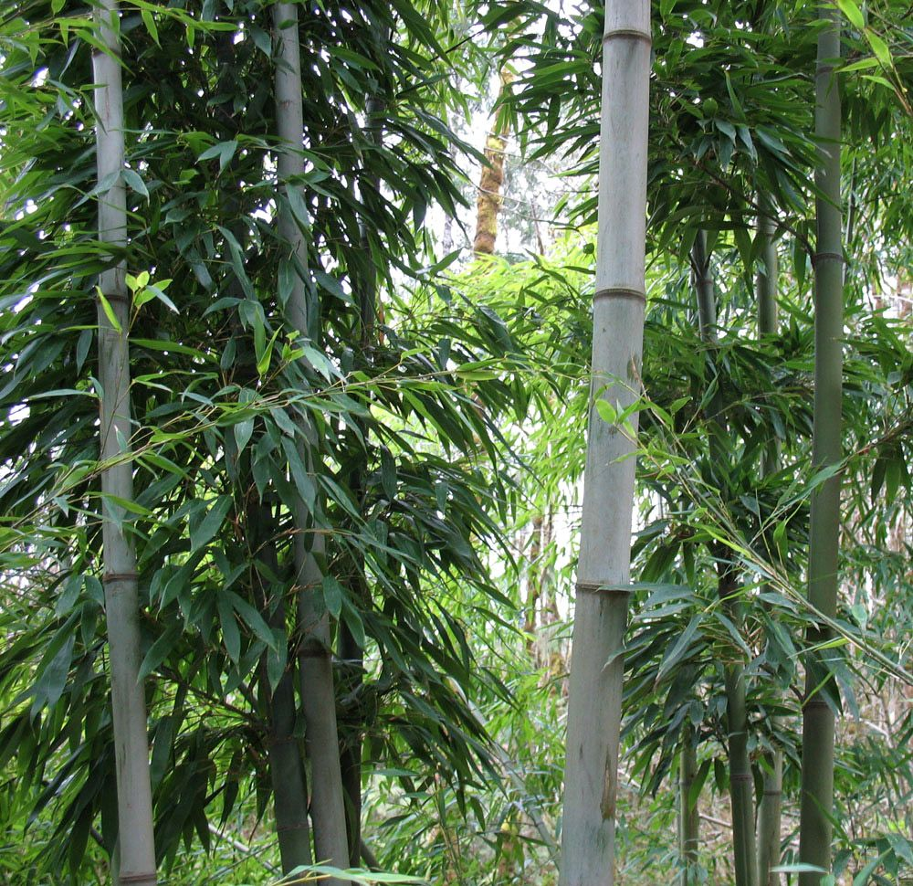 Бамбух Хенон (не ксенон!)