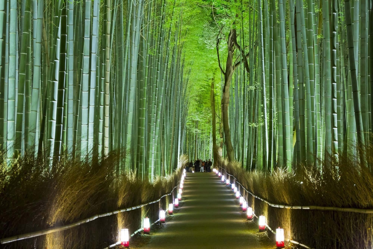 Вечерний лес Сагано