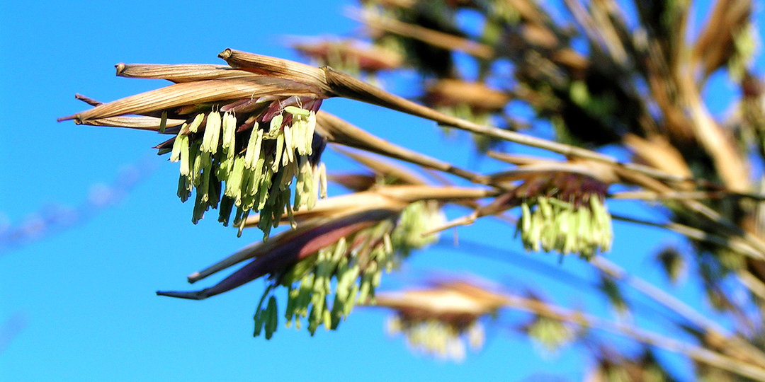 Почему бамбук по всему миру зацветёт одновременно — и как это вызывает голод?