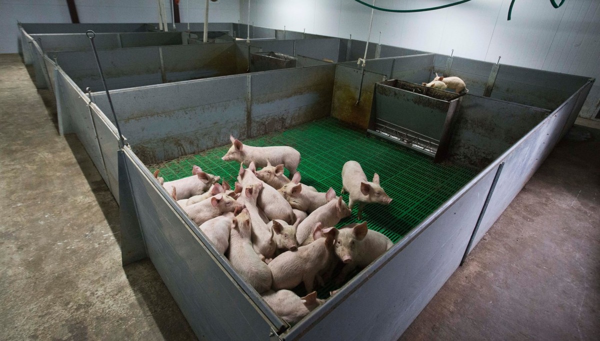    Ветеринарная служба Югры усилит контроль за здоровьем животных